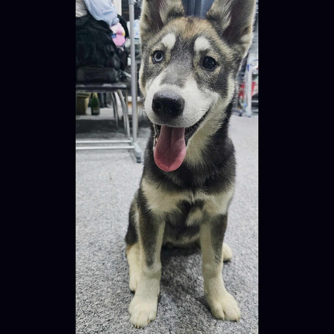 Luna is registered to the contest to win money with this photo: animal, carpet, companion, cute, dog, domestic, ears_up, fur, household, husky, indoor, looking_at_camera, pet, playful, puppy, sitting, smiling, tongue_out, two_toned_eyes, young