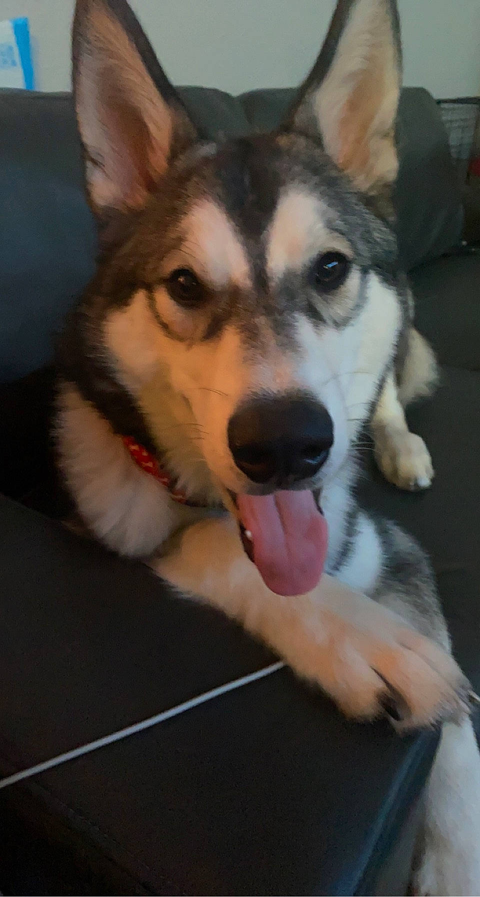 Oden joined the competition — help win amazing prizes! ancient_dog_breeds, canidae, carnivore, collar, companion_dog, dog, dog_breed, foot, fur, herding_dog, paw, sled_dog, snout, sporting_group, terrestrial_animal, whiskers, working_animal, working_dog