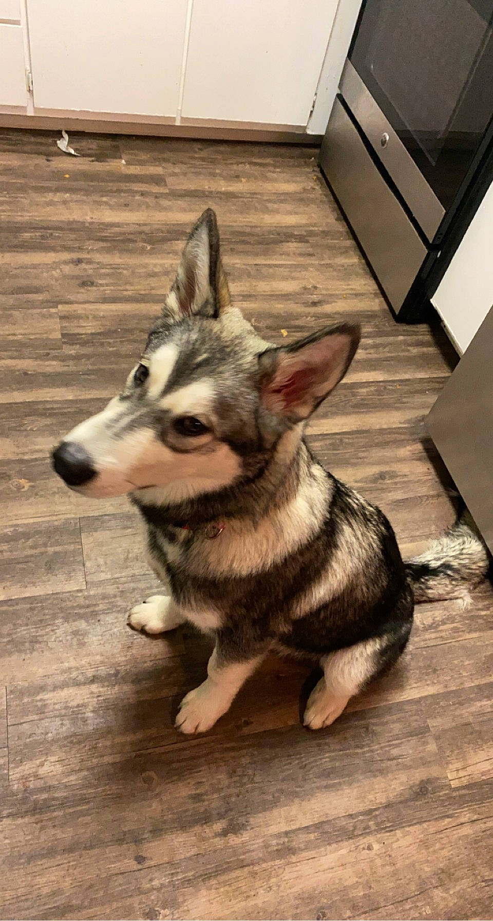 Oden joined the competition — help win amazing prizes! ancient_dog_breeds, canidae, canis, carnivore, companion_dog, dog, dog_breed, east_european_shepherd, floor, flooring, fur, hardwood, non_sporting_group, sled_dog, sporting_group, terrestrial_animal, whiskers, wood, working_animal, working_dog