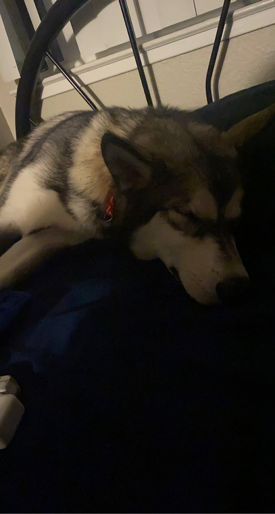 Oden joined the competition — help win amazing prizes! canidae, carnivore, comfort, companion_dog, dog, dog_breed, domestic_short_haired_cat, felidae, fur, grey, paw, siberian_husky, sled_dog, small_to_medium_sized_cats, snout, sporting_group, tail, whiskers, wolf, working_animal