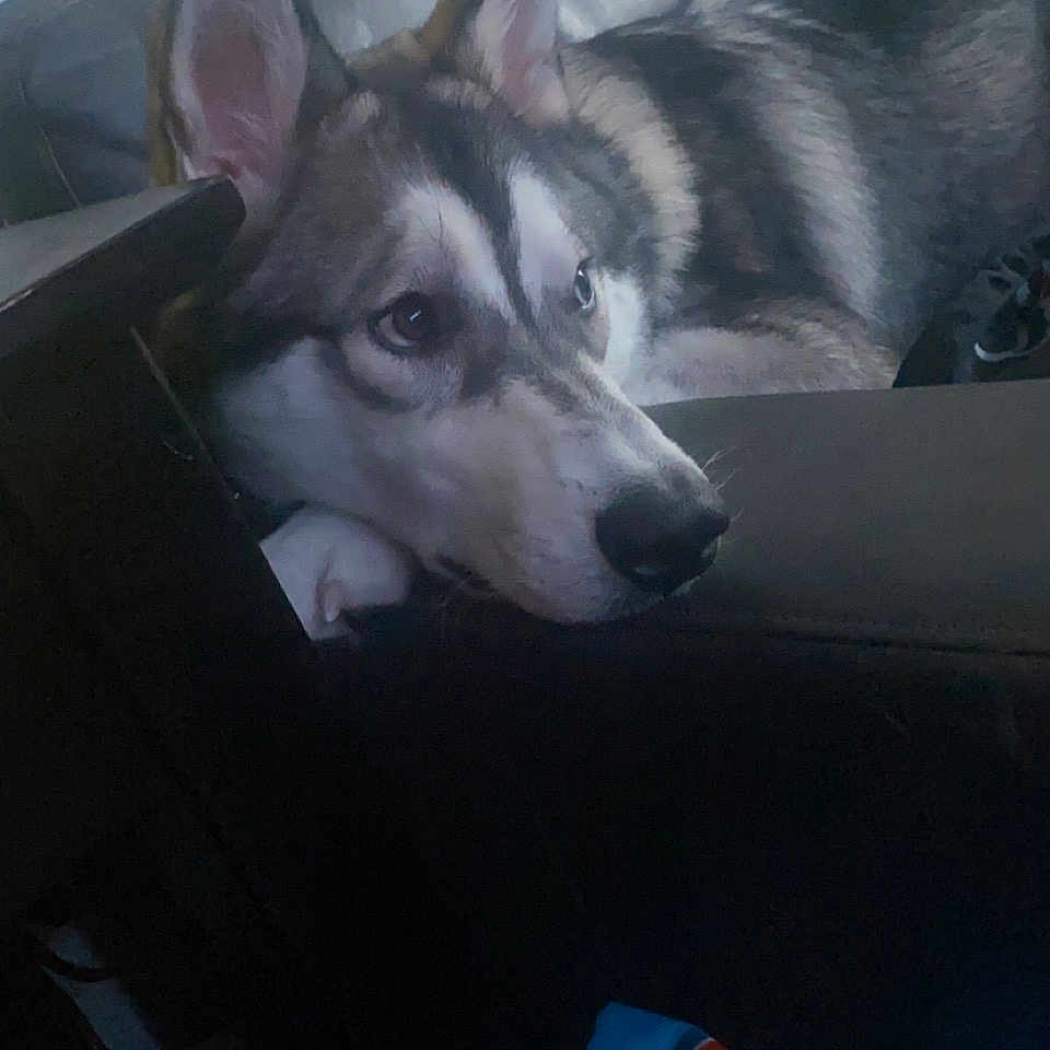 Oden is registered to the contest to win money with this photo: ancient_dog_breeds, canidae, canis, carnivore, companion_dog, dog, dog_breed, east_european_shepherd, electric_blue, fur, grey, non_sporting_group, siberian_husky, sled_dog, snout, sporting_group, wolf, working_animal, working_dog