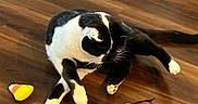 Jack Black joined the competition — help win amazing prizes! cat, black_and_white, wooden_floor, candy_corn, toy, indoor, pet, animal, fur, whiskers, paws, relaxed, curious, playing, flooring, domestic, feline, mammal, cute, companionship
