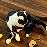 cat, black_and_white, wooden_floor, candy_corn, toy, indoor, pet, animal, fur, whiskers, paws, relaxed, curious, playing, flooring, domestic, feline, mammal, cute, companionship