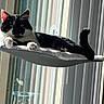 Jack Black is registered to the contest to win money with this photo: animal, black_and_white, cat, cozy, daylight, ears, feline, fur, glass, hammock, home, indoor, pet, relaxed, resting, sunlight, tail, vertical_blinds, whiskers, window