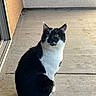 Jack Black joined the competition — help win amazing prizes! cat, black_and_white, sitting, concrete, floor, door, wall, outdoor, pet, animal, curious, fur, whiskers, ears, tail, looking_up, quiet, texture, shadow, daylight