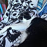 Jack Black is registered to the contest to win money with this photo: animal, black_and_white, blanket, cat, close_up, colorful, comfort, cozy, cushion, feline, fur, home, indoor, nap, pet, relaxation, resting, skull_pattern, sleeping, soft_texture