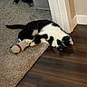 Jack Black joined the competition — help win amazing prizes! cat, black_and_white, plush_toy, carpet, hardwood_floor, indoor, pet, animal, clawing, playing, corner, fur, cute, resting, relaxed, toy, floor, home, domestic, curious
