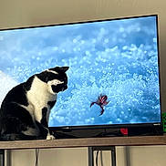 Jack Black joined the competition — help win amazing prizes! cat, black_and_white, television, nature_documentary, table, indoor, curious, pet, domestic_cat, feline, watching, screen, close_up, blue, red, animal, background, home, furniture, technology