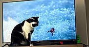 Jack Black joined the competition — help win amazing prizes! animal, background, black_and_white, blue, cat, close_up, curious, domestic_cat, feline, furniture, home, indoor, nature_documentary, pet, red, screen, table, technology, television, watching