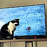 cat, black_and_white, television, nature_documentary, table, indoor, curious, pet, domestic_cat, feline, watching, screen, close_up, blue, red, animal, background, home, furniture, technology