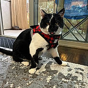 Jack Black joined the competition — help win amazing prizes! animal, bamboo_blinds, black_and_white, carpet, cat, chair, cute, domestic, door, feline, floor, fur, glass, harness, indoor, pet, sitting, tongue_out, whiskers, window