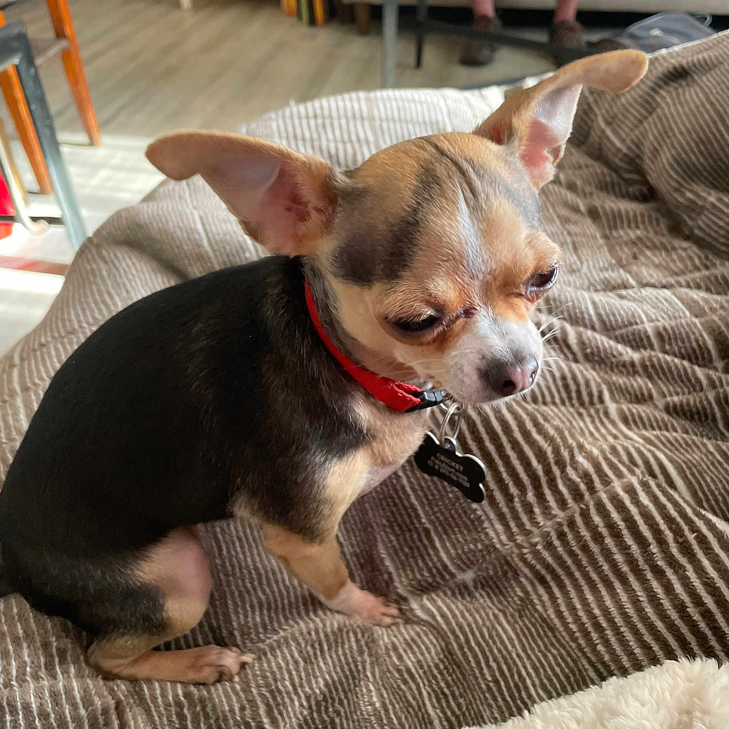 Cricket Lynn Greene is registered to the contest to win money with this photo: animal, blanket, brown_blanket, chair, chihuahua, cozy, cute, dog, floor, furniture, home, indoors, living_room, pet, plant, red_collar, sitting, small_dog, table, wood_floor