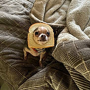 Cricket Lynn Greene joined the competition — help win amazing prizes! animal, bed, blanket, bread_slice, chihuahua, cozy, cute, dog, expression, funny, fur, household, humor, indoor, looking_up, pet, portrait, sitting, small_dog, texture