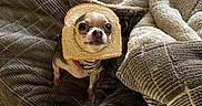 Cricket Lynn Greene joined the competition — help win amazing prizes! animal, bed, blanket, bread_slice, chihuahua, cozy, cute, dog, expression, funny, fur, household, humor, indoor, looking_up, pet, portrait, sitting, small_dog, texture