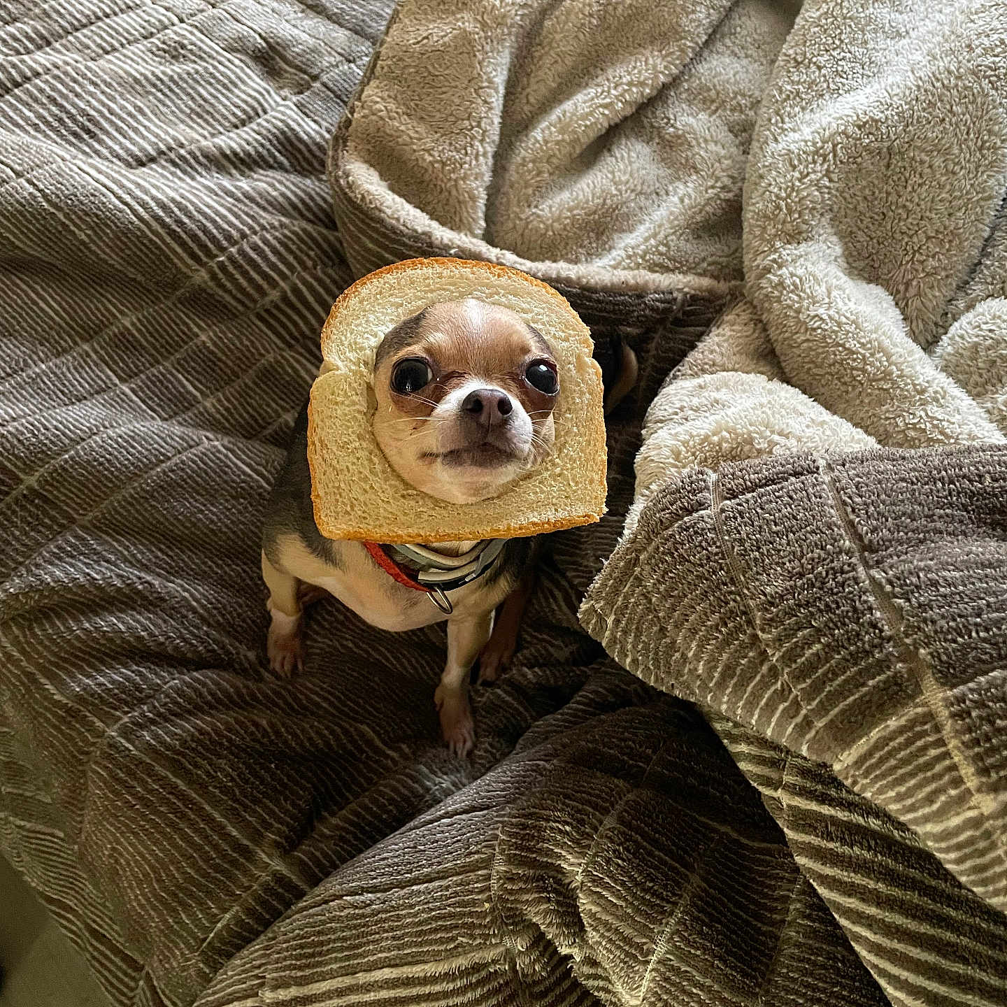 Cricket Lynn Greene joined the competition — help win amazing prizes! animal, bed, blanket, bread_slice, chihuahua, cozy, cute, dog, expression, funny, fur, household, humor, indoor, looking_up, pet, portrait, sitting, small_dog, texture