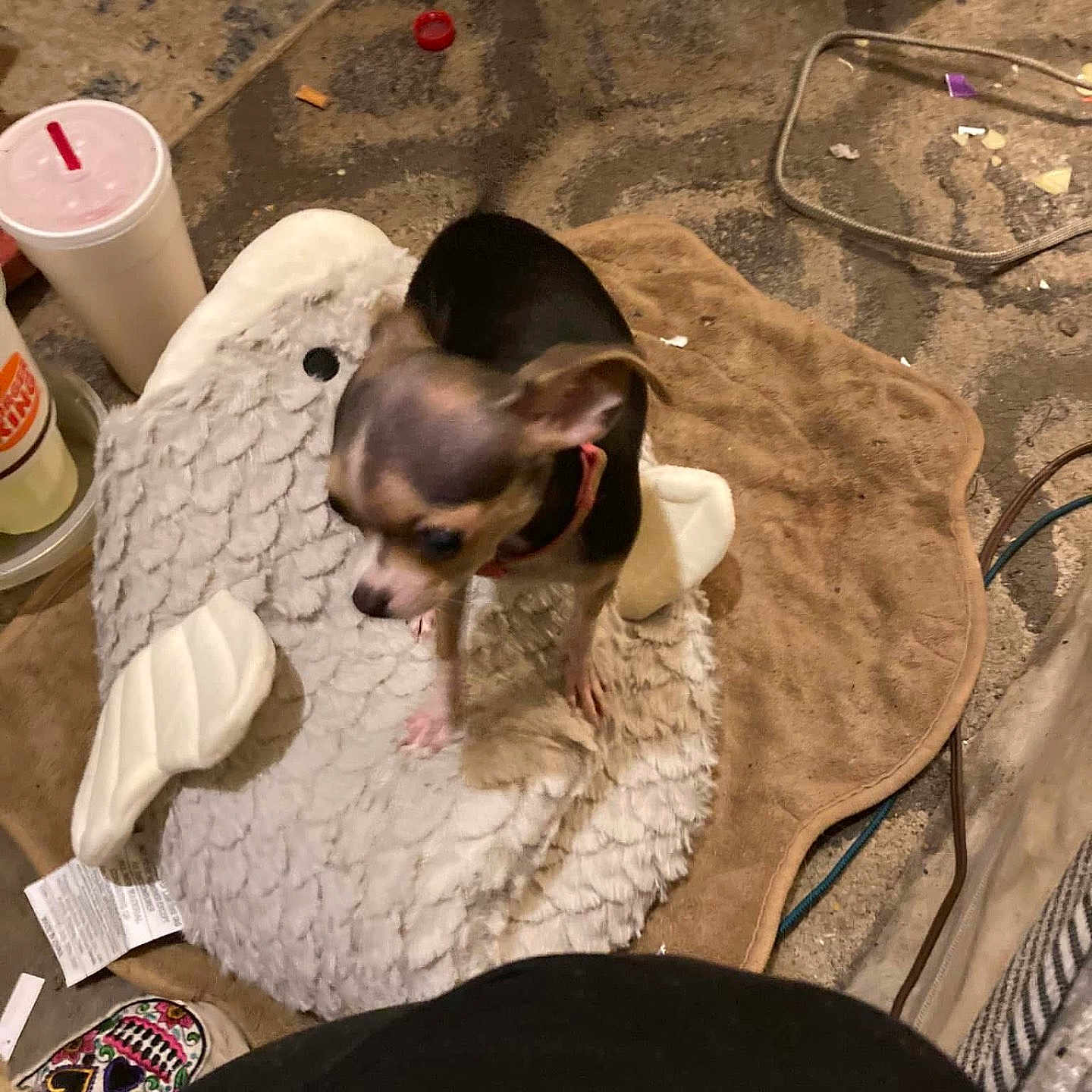 Cricket Lynn Greene joined the competition — help win amazing prizes! animal, black, brown, carpet, clutter, collar, cup, dog, fish_shaped_bed, floor, home, indoor, messy, pet, plush_bed, shoe, small_dog, stuffed_bed, tan, toy