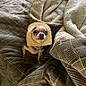 Cricket Lynn Greene is registered to the contest to win money with this photo: animal, bed, blanket, bread, brown, chihuahua, cozy, cute, dog, expression, funny, fur, indoors, looking_up, pet, slice_of_bread, small_dog, soft, texture, white
