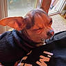 Cricket Lynn Greene joined the competition — help win amazing prizes! animal, blurred_background, casual, chihuahua, closeup, companion, cozy, cute, dog, ears, furry, indoor, light, person, pet, resting, shadow, sleepy, small_dog, window