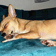 Pepe is registered to the contest to win money with this photo: animal, blanket, canine, closed_eyes, comfort, cozy, cute, dog, ears, fur, indoor, lying_down, paw, pet, relaxed, resting, sleeping, small_dog, snout, tan_dog