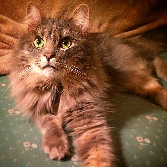 Berlioz is registered to the contest to win money with this photo: