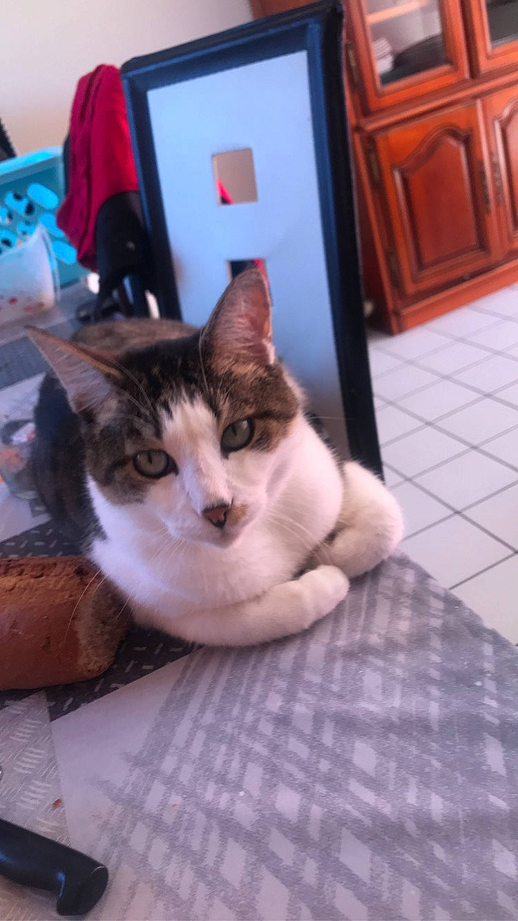 Mogwli a rejoint le concours — aidez-le/la à gagner de superbes lots ! aegean_cat, asian, carnivore, cat, domestic_short_haired_cat, european_shorthair, felidae, fur, kitten, small_to_medium_sized_cats, tail, whiskers