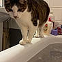 animal, balancing, bathroom, bathtub, bottle, cat, closeup, curious, domestic_animal, floor, fur, indoor, pet, side_view, sink, soap, tabby_cat, tiles, water, white_paws