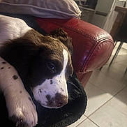 Arlane a rejoint le concours — aidez-le/la à gagner de superbes lots ! animal, blanket, brown, closeup, couch, cozy, dog, floor, fur, home, indoor, leather, paw, pet, puppy, relaxed, resting, sleeping, tile, white