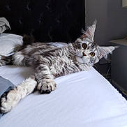 Freya is registered to the contest to win money with this photo: cat, tabby, fluffy, pet, animal, bed, white_bedspread, relaxed, indoor, fur, whiskers, ears, paw, curious, laying_down, feline, cute, domestic_cat, home, resting