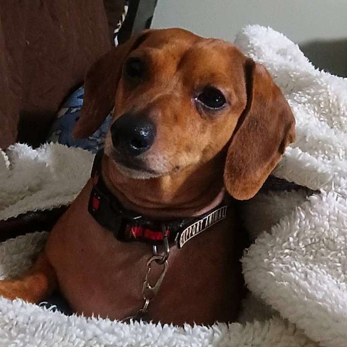 Harry is registered to the contest to win money with this photo: automotive_mirror, canidae, carnivore, collar, companion_dog, dog, dog_breed, dog_collar, dog_supply, fawn, fur, hunting_dog, liver, pet_supply, snout, snow, sporting_group, whiskers, working_animal