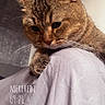 animal, casual, cat, close_up, cozy, curious, cute, domestic, ear, fabric, feline, indoor, looking_down, paws, pet, portrait, soft_light, tabby_cat, timestamp, whiskers