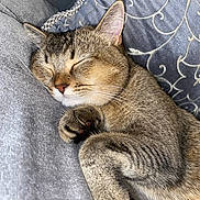 Simba participe au concours pour gagner de l'argent avec cette photo : cat, tabby, sleeping, cozy, paw, whiskers, ear, blanket, pillow, rest, cute, fur, domestic_animal, pet, relaxation, closeup, indoor, feline, comfort, peaceful