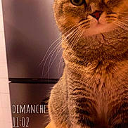 Simba a rejoint le concours — aidez-le/la à gagner de superbes lots ! animal, brown_fur, cat, close_up, date_stamp, ears, eyes, feline, focused, indoor, kitchen, pet, photography, portrait, sitting, striped_fur, tabby_cat, warm_lighting, whiskers, wooden_table