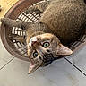 animal, basket, cat, closeup, curious, cute, domestic, feline, floor, fur, green_eyes, indoor, looking_up, pet, playful, relaxed, resting, tabby, tile, whiskers