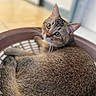 animal, basket, blurred_background, cat, closeup, curled_up, cute, domestic_cat, ears, feline, fur, indoor, looking_back, pet, relaxed, resting, soft_texture, tabby, tail, whiskers