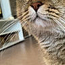 animal, blurred_background, cat, close_up, curious, face, feline, fluffy, fur, green_eyes, home, indoors, nose, pet, photography, portrait, striped_fur, tabby_cat, whiskers, wide_eyed