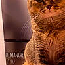 animal, cat, closeup, curious, domestic, ears, eyes, feline, fur, home, indoor, kitchen, pet, refrigerator, sitting, snapshot, tabby_cat, timestamp, whiskers, wooden_surface