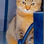 Chanel participe au concours pour gagner de l'argent avec cette photo : cat, tabby_cat, indoor, pet, animal, curious, feline, whiskers, ears, fur, eyes, sitting, closeup, domestic_cat, brown_fur, striped_fur, focused, cord, object, background