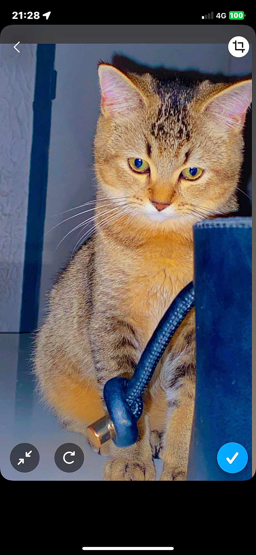 Chanel participe au concours pour gagner de l'argent avec cette photo : cat, tabby_cat, indoor, pet, animal, curious, feline, whiskers, ears, fur, eyes, sitting, closeup, domestic_cat, brown_fur, striped_fur, focused, cord, object, background