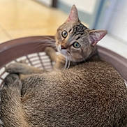 Chanel participe au concours pour gagner de l'argent avec cette photo : animal, basket, cat, close_up, cozy, curled_up, cute, domestic, ears, feline, floor, fur, indoor, looking_back, pet, relaxed, soft, tabby, tail, whiskers