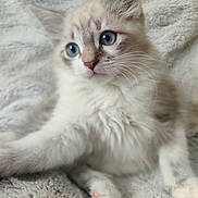 Pippin participe au concours pour gagner de l'argent avec cette photo : kitten, cat, blue_eyes, fluffy, fur, pet, cute, animal, whiskers, paw, soft, blanket, indoor, resting, young, feline, closeup, adorable, relaxed, domestic_cat