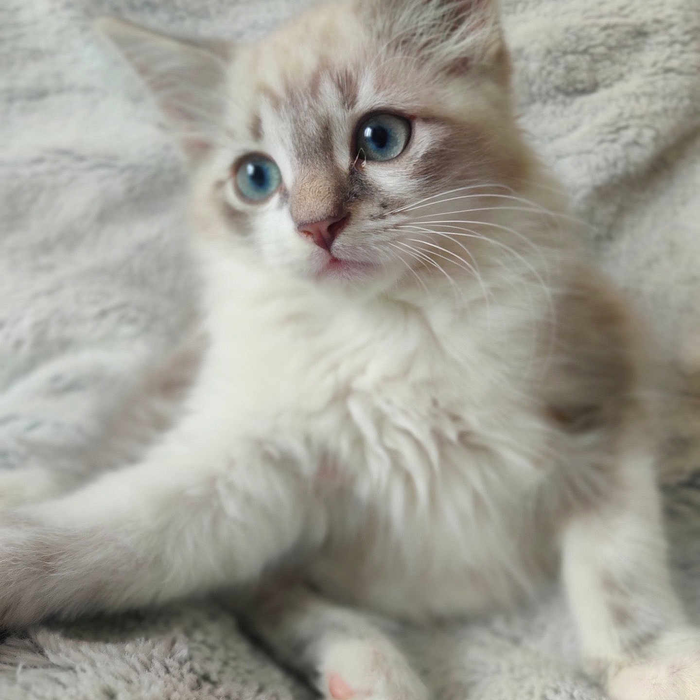Pippin