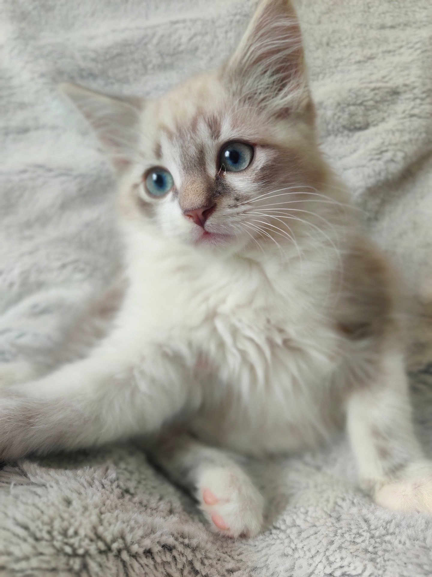Pippin