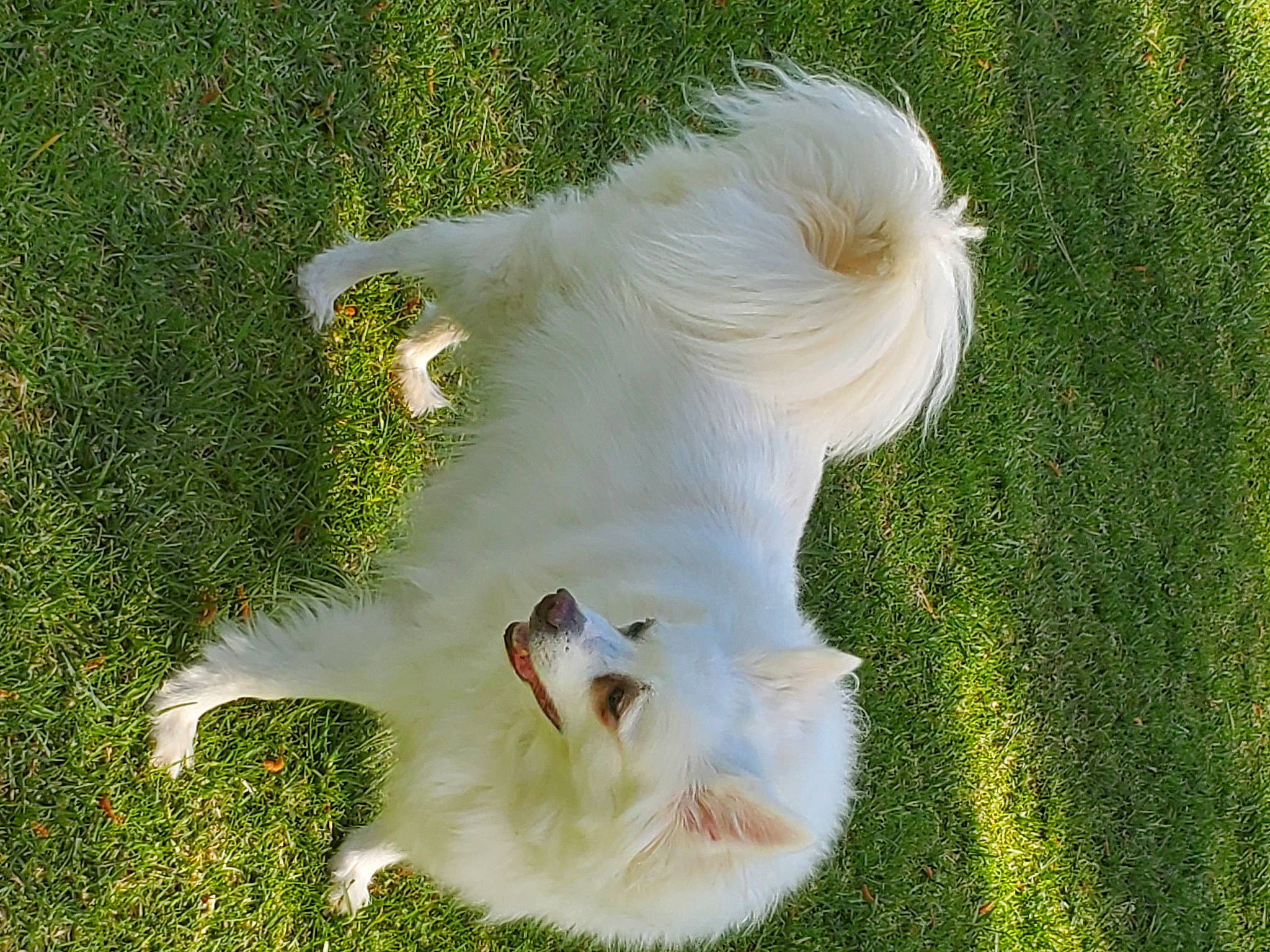 Poohna joined the competition — help win amazing prizes! beak, canidae, carnivore, cockatoo, companion_dog, dog, dog_breed, eye, fawn, feather, felidae, grass, grassland, plant, sheep, snout, sporting_group, tail, whiskers, wing