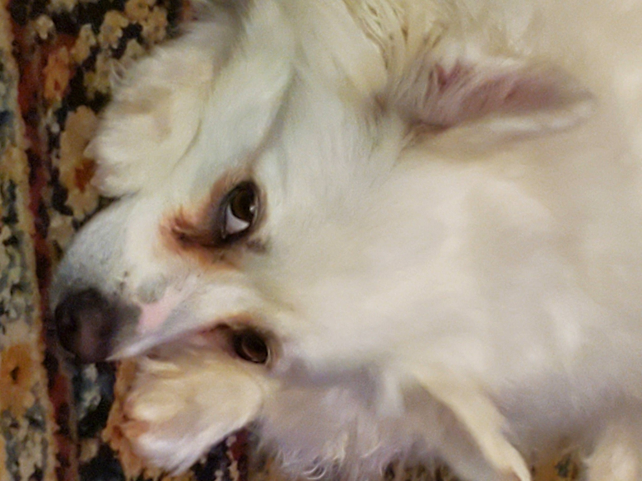 Poohna is registered to the contest to win money with this photo: canidae, carnivore, companion_dog, dog, dog_breed, fawn, fur, german_spitz_klein, non_sporting_group, puppy, snout, sporting_group, toy_dog, volpino_italiano, whiskers, wildlife