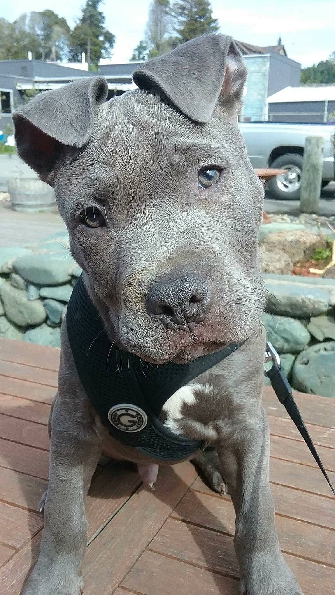 Spider joined the competition — help win amazing prizes! american_pit_bull_terrier, american_staffordshire_terrier, ancient_dog_breeds, bull_and_terrier, canidae, carnivore, dog, dog_breed, fawn, mammal, non_sporting_group, old_english_terrier, pit_bull, rare_breed_dog, snout, sporting_group, terrier, thai_ridgeback, vertebrate