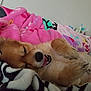 Rocko is registered to the contest to win money with this photo: dog, sleeping, tongue_out, blanket, cozy, paw, fur, indoor, resting, cute, pet, animal, soft, relaxed, comfort, colorful, bed, home, nap, warm