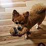 Rocko is registered to the contest to win money with this photo: dog, toy, plush_toy, floor, wooden_floor, small_dog, pet, indoor, brown_dog, curious, playful, fur, ears, tail, mouth, paws, human_feet, sandals, close_up, standing