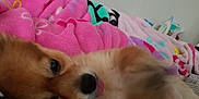 Rocko is registered to the contest to win money with this photo: dog, puppy, blanket, pink_blanket, lying_down, tongue_out, cozy, indoor, bed, soft_texture, cute, fur, pet, resting, animal, sleepy, comfort, closeup, playful, relaxed