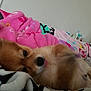 dog, puppy, blanket, pink_blanket, lying_down, tongue_out, cozy, indoor, bed, soft_texture, cute, fur, pet, resting, animal, sleepy, comfort, closeup, playful, relaxed