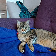 Mascotte participe au concours pour gagner de l'argent avec cette photo : animal, blanket, blue_blanket, cat, comfortable, couch, cozy, domestic_cat, feline, furniture, home_interior, indoor, living_room, pet, purple_couch, relaxed, resting, soft_texture, striped_fur, tabby_cat